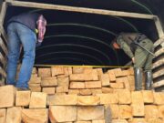 En Fusagasugá la CAR incauta guadua y eucalipto sin permiso