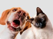 Fusagasugá intensifica vacunación para perros y gatos