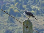 Humedal de Chía fue escenario de jornada ambiental y avistamiento de aves