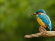 Humedales de Tocancipá fortalecen monitoreo de avifauna y educación ambiental