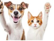 Sibaté invitan a participar en campaña de bienestar animal