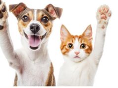 Sibaté invitan a participar en campaña de bienestar animal