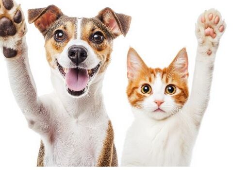 Sibaté invitan a participar en campaña de bienestar animal