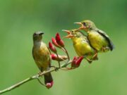 Jornadas de observación de aves se vivirán este 9 de mayo en Bogotá