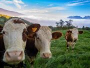 Productores fortalecen procesos sostenibles y bienestar animal en Cajicá