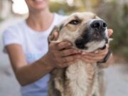 Tabio impulsa jornada de adopción responsable de mascotas