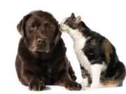 Tenjo promueve el bienestar animal con jornada de esterilización canina y felina