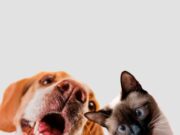 Abren inscripciones para jornada de bienestar animal en Sibaté