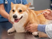 Jornadas gratuitas para perros y gatos en Madrid