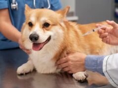 Jornadas gratuitas para perros y gatos en Madrid