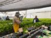Productores de Madrid reciben kits agroclimáticos para monitoreo de cultivos