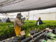 Productores de Madrid reciben kits agroclimáticos para monitoreo de cultivos