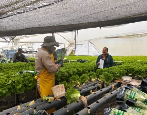Productores de Madrid reciben kits agroclimáticos para monitoreo de cultivos