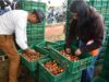 Tradición y orgullo campesino brillaron en el Festival de la Fresa