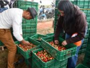 Tradición y orgullo campesino brillaron en el Festival de la Fresa