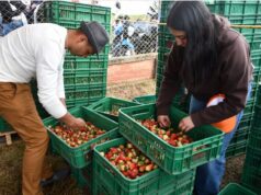 Tradición y orgullo campesino brillaron en el Festival de la Fresa