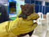 Los felinos silvestres fueron trasladados al CAV para su recuperación y futura liberación