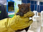 Los felinos silvestres fueron trasladados al CAV para su recuperación y futura liberación