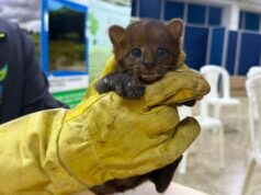 Los felinos silvestres fueron trasladados al CAV para su recuperación y futura liberación