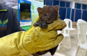 Los felinos silvestres fueron trasladados al CAV para su recuperación y futura liberación