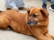 Cajicá capacitó a la comunidad sobre bienestar y cuidado animal
