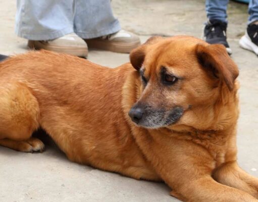 Cajicá capacitó a la comunidad sobre bienestar y cuidado animal