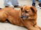 Cajicá capacitó a la comunidad sobre bienestar y cuidado animal