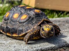 Dos tortugas silvestres fueron entregadas a la CAR para su rehabilitación gracias al compromiso ciudadano en Chía