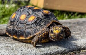 Dos tortugas silvestres fueron entregadas a la CAR para su rehabilitación gracias al compromiso ciudadano en Chía