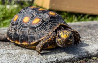 Dos tortugas silvestres fueron entregadas a la CAR para su rehabilitación gracias al compromiso ciudadano en Chía