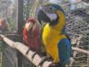 El proyecto logró una supervivencia superior al 72 % y una integración casi total de las aves a bandadas silvestres