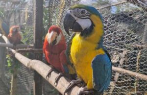 El proyecto logró una supervivencia superior al 72 % y una integración casi total de las aves a bandadas silvestres