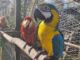El proyecto logró una supervivencia superior al 72 % y una integración casi total de las aves a bandadas silvestres
