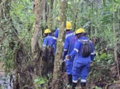 Fenómeno de El Niño aumenta el riesgo de caída de árboles en Cundinamarca