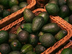 Fusagasugá reunirá al sector aguacatero para impulsar innovación