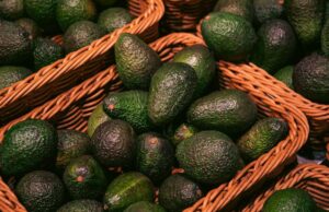 Fusagasugá reunirá al sector aguacatero para impulsar innovación