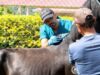 Jornadas veterinarias beneficiaron a La Vega, Vianí y San Juan de Rioseco