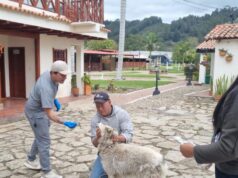 Más de 260 perros y gatos han sido atendidos en Tenjo