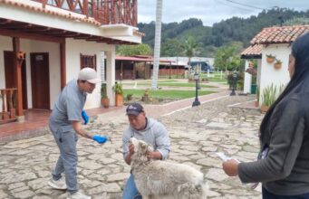 Más de 260 perros y gatos han sido atendidos en Tenjo