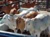 Productores participaron en la sexta Feria Ganadera de Fusagasugá