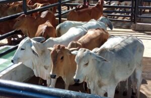 Productores participaron en la sexta Feria Ganadera de Fusagasugá