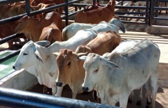 Productores participaron en la sexta Feria Ganadera de Fusagasugá