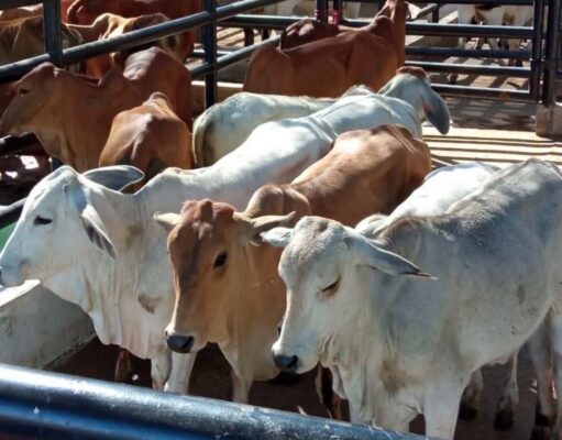 Productores participaron en la sexta Feria Ganadera de Fusagasugá