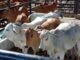 Productores participaron en la sexta Feria Ganadera de Fusagasugá