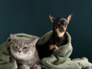 Soacha habilita tres jornadas gratuitas de esterilización
