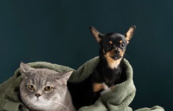 Soacha habilita tres jornadas gratuitas de esterilización