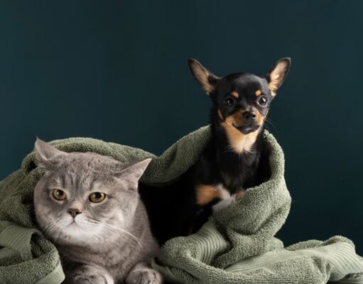 Soacha habilita tres jornadas gratuitas de esterilización