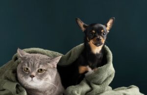 Sopó invita a proteger a perros y gatos contra la rabia