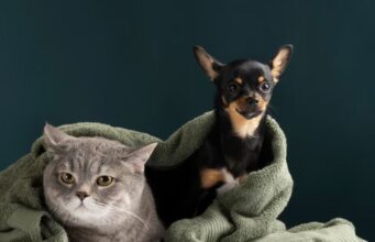 Sopó invita a proteger a perros y gatos contra la rabia