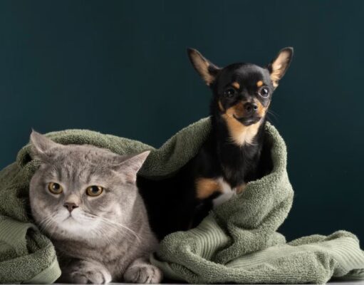 Sopó invita a proteger a perros y gatos contra la rabia